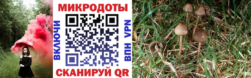 наркотики  MEGA как зайти  Псилоцибиновые грибы мицелий  Истра 
